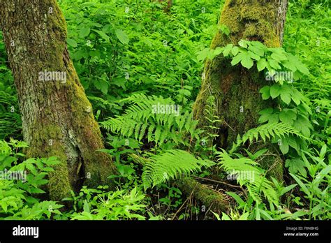 Plants growing on the forest floor, Kemeri National Park, Latvia, June ...