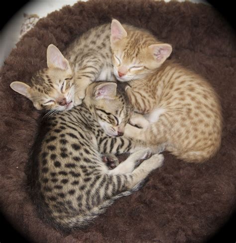 Savannah Kittens – F5 SBT — Agato Savannah Cats