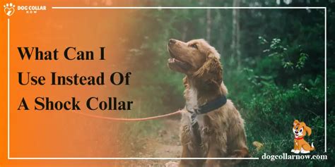 What Can I Use Instead Of A Shock Collar - 12 Effective Alternatives