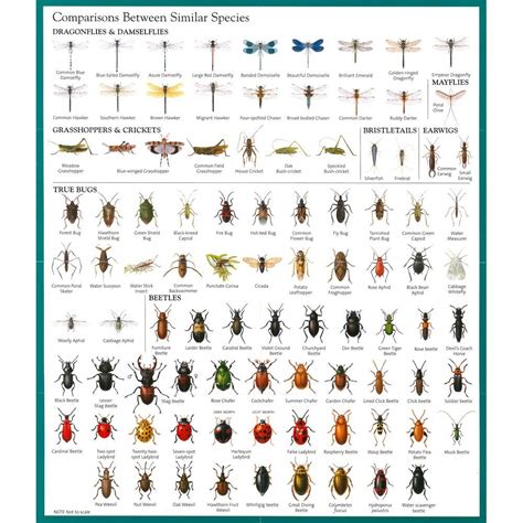 Flying Insect Identification Chart