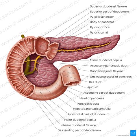 Negar Tarjeta postal lado liver and pancreas anatomy Entretener arroz cera