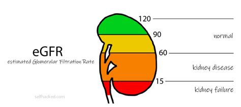 eGFR (Glomerular Filtration Rate) Test + How To Improve - SelfDecode Labs