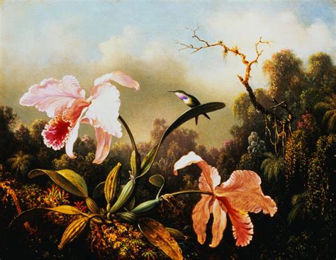 Orchids and Hummingbirds posters & prints by Martin Johnson Heade