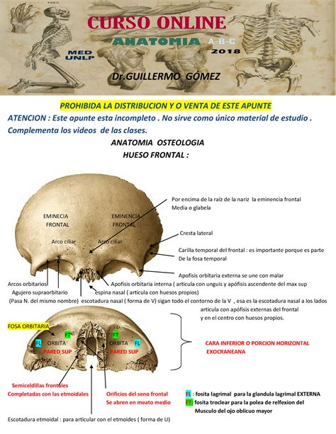 Anatomia Huesos DEL Craneo - Frontal - Warning: TT: undefined function ...