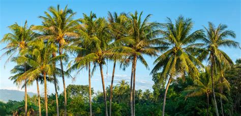 7 Best Coconut Tree Varieties to Grow in Your Garden or Backyard