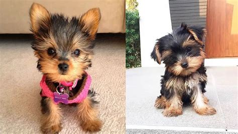 Where to Adopt Yorkie Puppies - Puppy4Homes