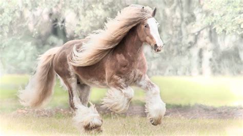 Friesian Horse Wallpaper (59+ images)