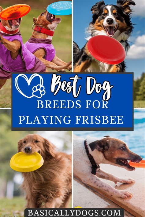 Best Dog Breeds for Playing Frisbee and Flying Disc - Basically Dogs