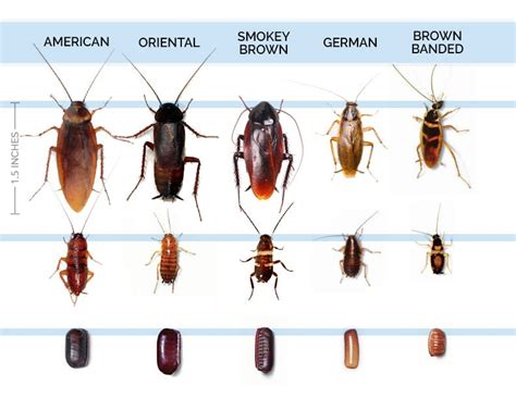 KNOW YOUR ROACHES - Pest Control Jupiter | Termite Control Florida ...