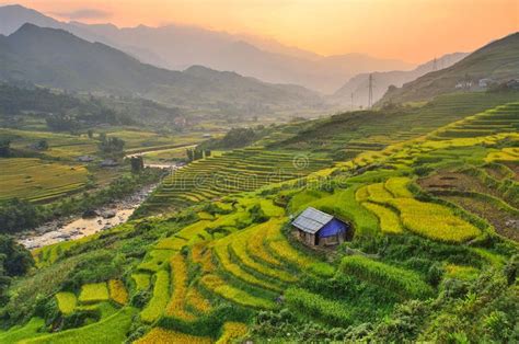 Vietnam Rice Paddy Field. Rice paddy field in Vietnam with a hut ...