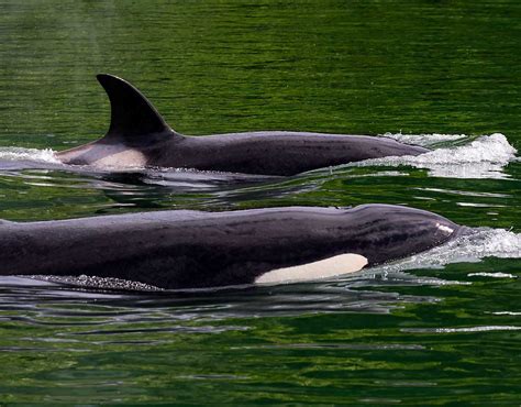 Kodiak Wildlife Viewing | Kodiak Wildlife Cruises | Galley Gourmet