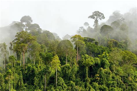 What Are Natural Climate Solutions? | Rainforest Alliance