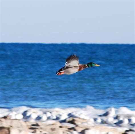 Waterfowl Photography