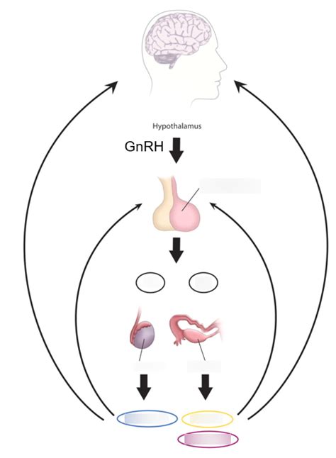 Gonadotropins Diagram | Quizlet