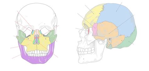 Human Skull: Facial and Cranial Bones Quiz - By kfastic