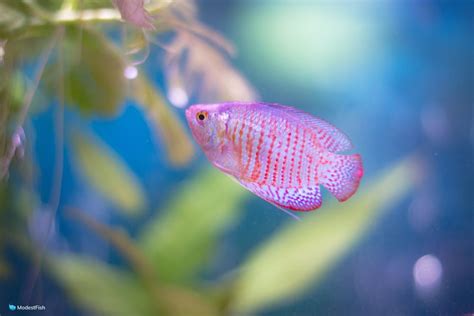 Dwarf Gourami Care & Tank Set Up Guide For Beginners