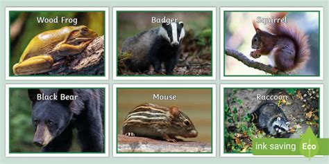 Pictures of Temperate Forest Animals | Display Posters