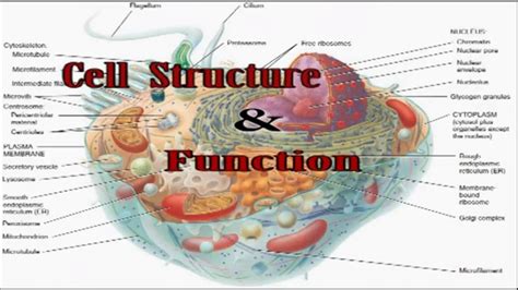 Structure Of A Cell And Functions