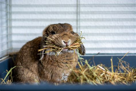 Why do Rabbits eat hay? | Pets Plus: Pet Shop Ireland