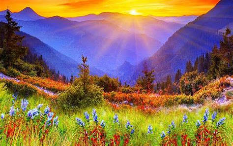 Spectacular mountain sunrise, mountains, flowers, sunbeams, sunrise ...