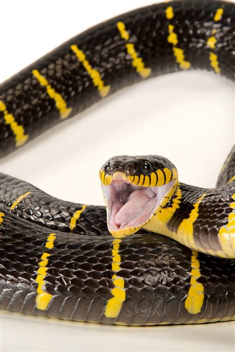 Are Black Snakes Harmful To Dogs