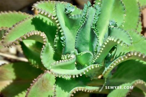 Harpagophytum Procumbens - The beauty of nature