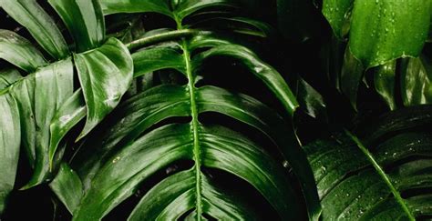 Wallpaper fresh, plants, green leaf, big desktop wallpaper, hd image ...