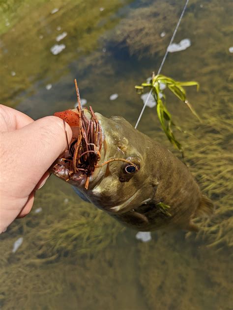 Creek Fishing: How To Catch Unexpected Fun In Little Creeks