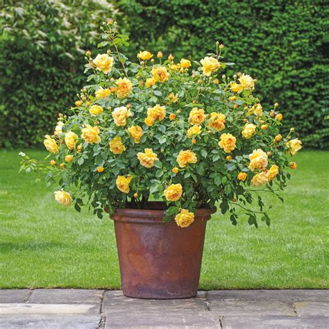 Golden Celebration™ | David austin roses, Flower garden design, Shrub roses