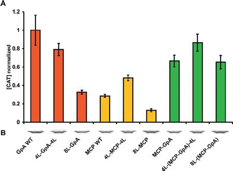 Effects of GG4 motif position on GpA, MCP, and MCP–GpA dimer affinity ...