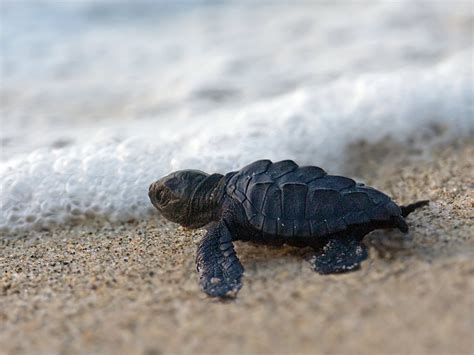 Baby Turtle Wallpaper - WallpaperSafari