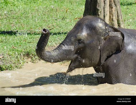 Baby elephant bathing in a lake Stock Photo - Alamy