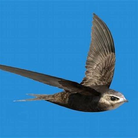 What is special about swift bird? - DIY Seattle