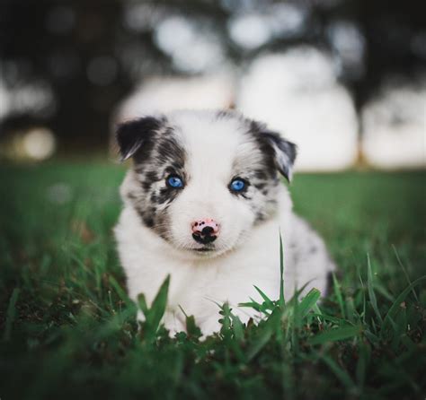 47+ Blue Merle Border Collie Puppies For Sale In Missouri Pic - Codepromos