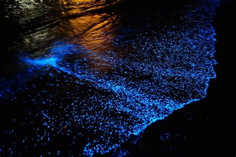 A Maldives Beach Awash in Bioluminescent Phytoplankton Looks Like an ...