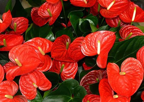 Red peace lily ️ Plant care and growing guide