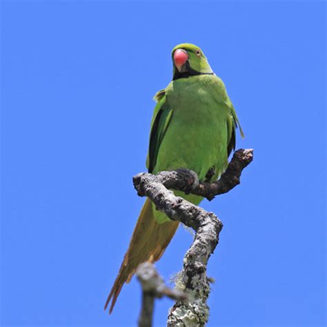 Mauritius and Rodrigues: Introduction | African Bird Club