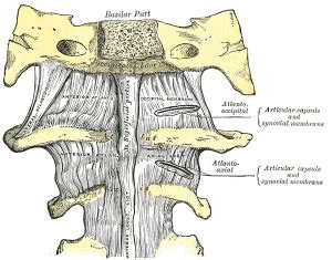 Atlanto-axial joint - Physiopedia