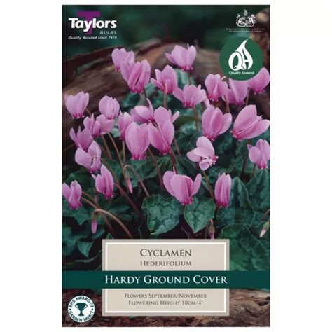 Cyclamen Hederifolium (2 Bulbs)