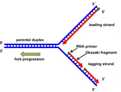 Dna Polymerase Diagram