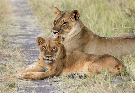 Cecil the lion’s legacy: Zimbabwe’s Hwange National Park, one year on ...