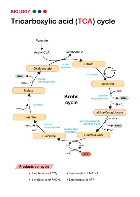 Biology diagram show pathway of citric acid or Krebs or TCA cycle in ...