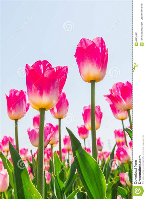 Tulipanes Y Cielo Azul En Primavera Fotos De Stock - Download 5,354 ...