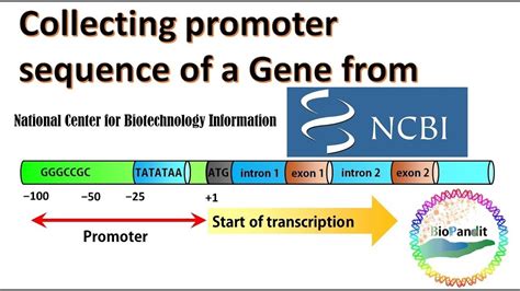 Role Of Promoter Region