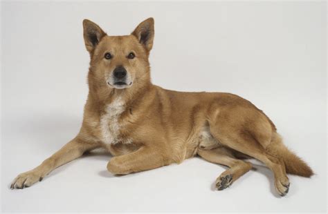 Canaan Dog: Breed Characteristics & Care