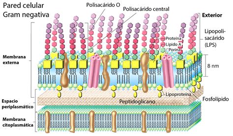 Bacterias Gram Negativas