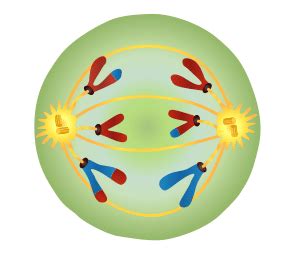 Meiosis - Stages - TeachMePhysiology