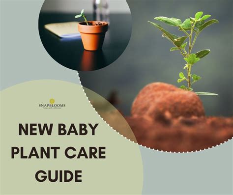 New Baby Plant Care Guide - SnapBlooms Blogs