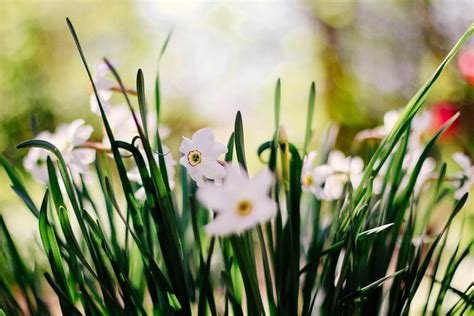 Ultimate Guide to the Narcissus Flower Meaning & Symbolism - Petal Republic