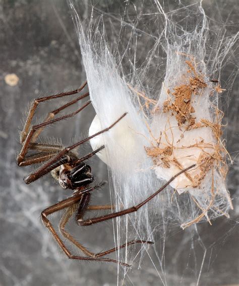 Giant house spiders are invading British homes following wet and warm ...